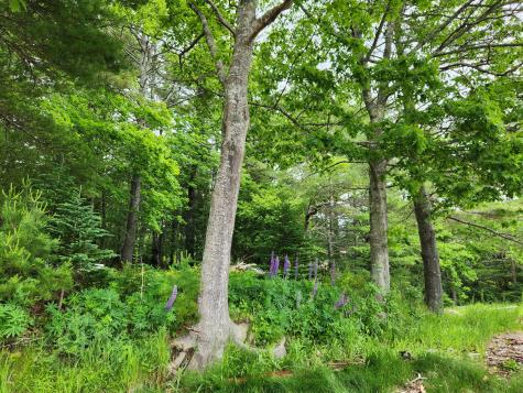 1118 Surry Road Surry ME 04684