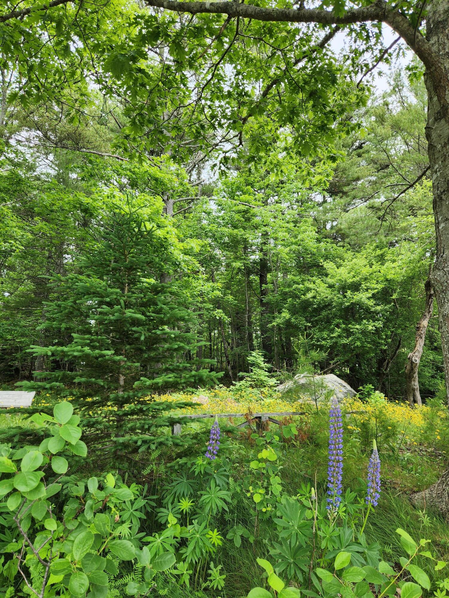 1118 Surry Road Surry ME 04684