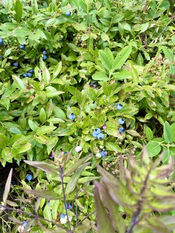 19 Hawk Lane Rumford ME 04276