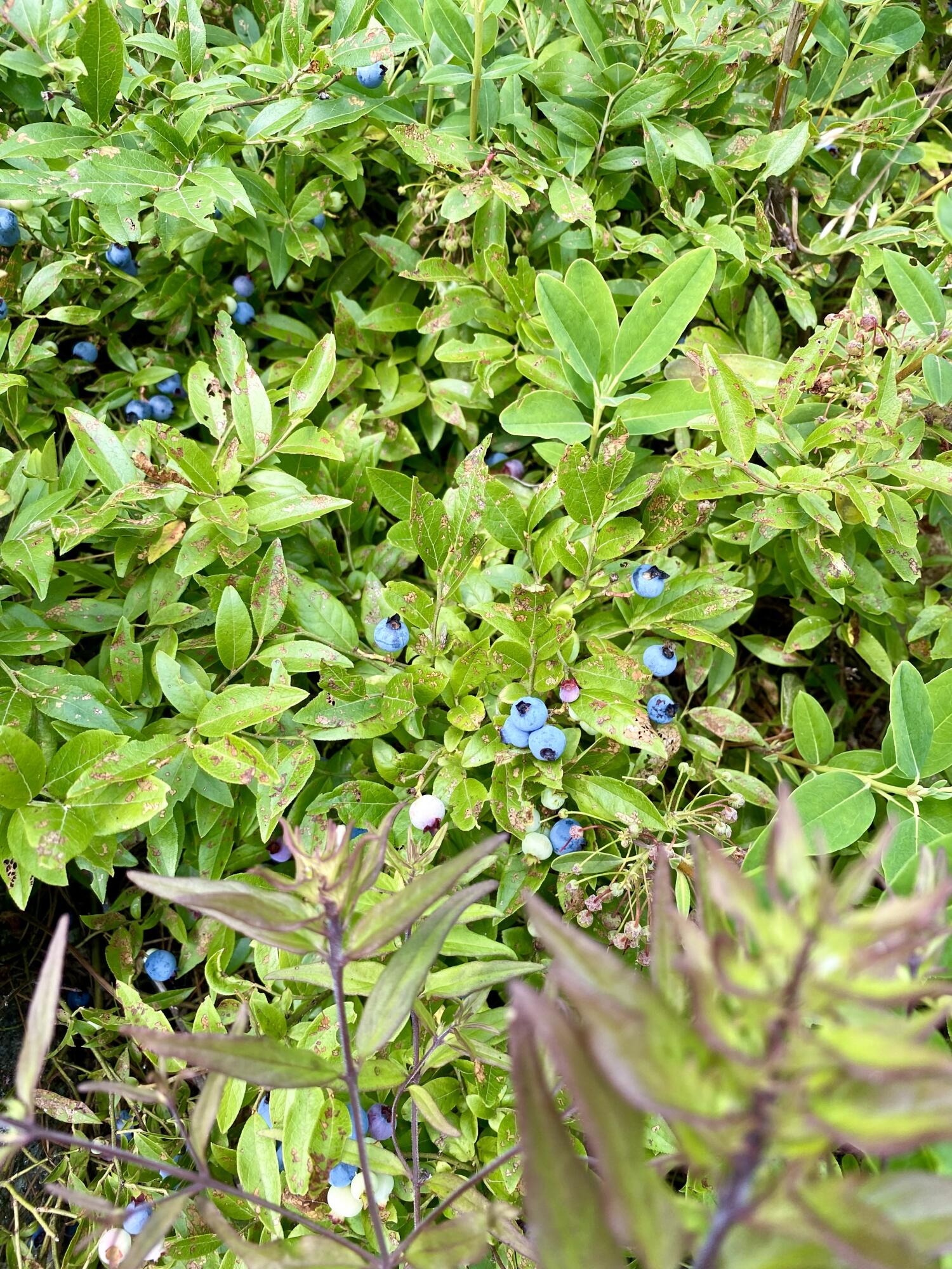 19 Hawk Lane Rumford ME 04276