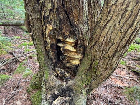 P/o M29l23 Bluff Road Enfield ME 04493