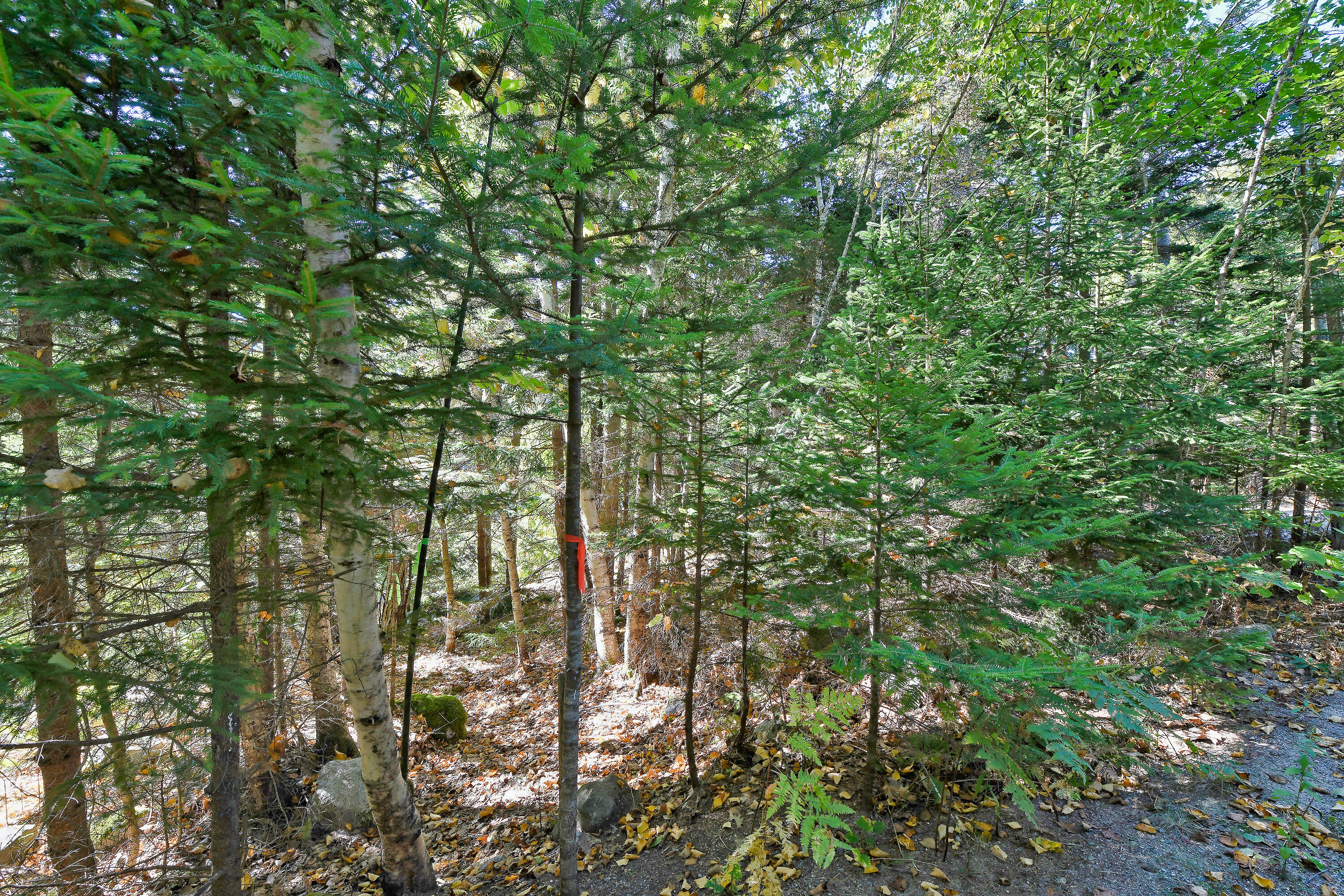 Lot 6 Sunset Road Brooksville ME 04617