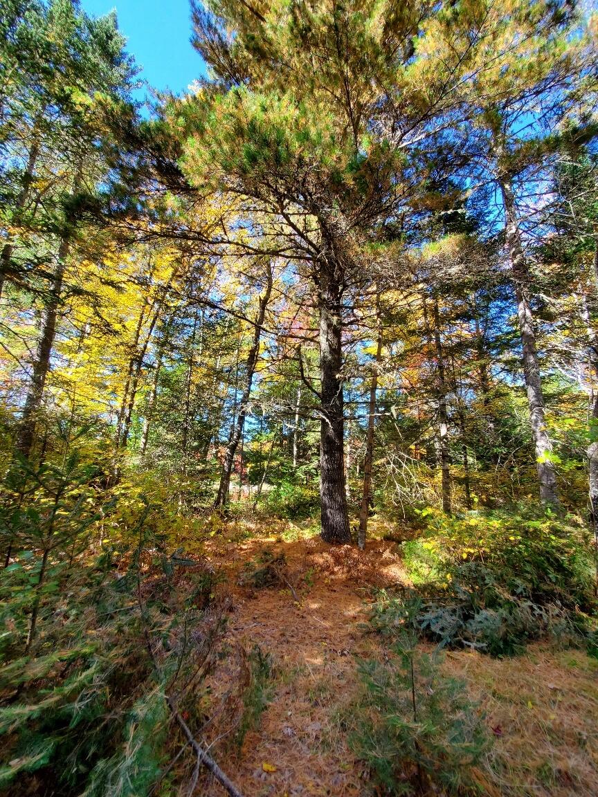 0 Clifford Lake Road Greenlaw Chopping Twp ME 04668