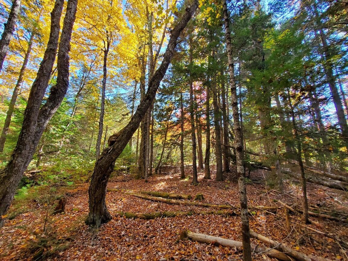 0 Clifford Lake Road Greenlaw Chopping Twp ME 04668