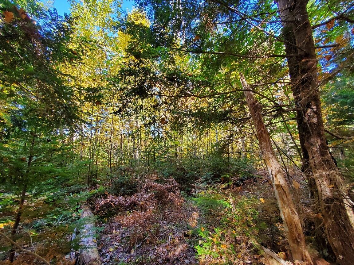 0 Clifford Lake Road Greenlaw Chopping Twp ME 04668