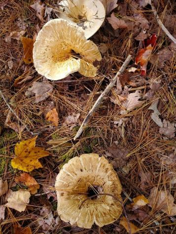 0 Clifford Lake Road Greenlaw Chopping Twp ME 04668