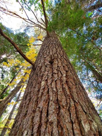 0 Clifford Lake Road Greenlaw Chopping Twp ME 04668