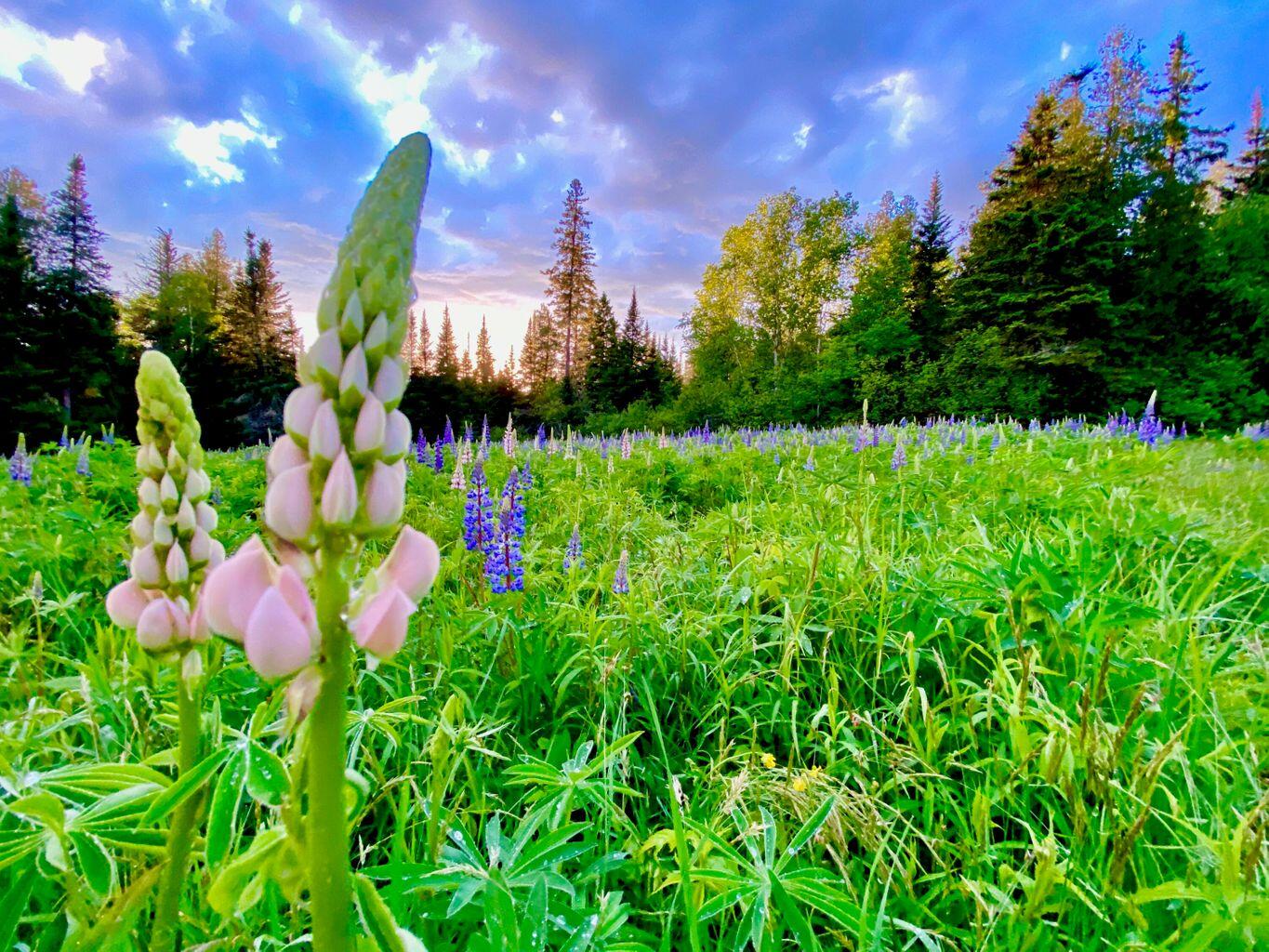 Tbd Mingo Loop Road Rangeley ME 04970
