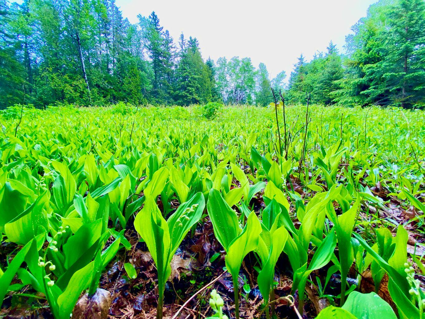 Tbd Mingo Loop Road Rangeley ME 04970