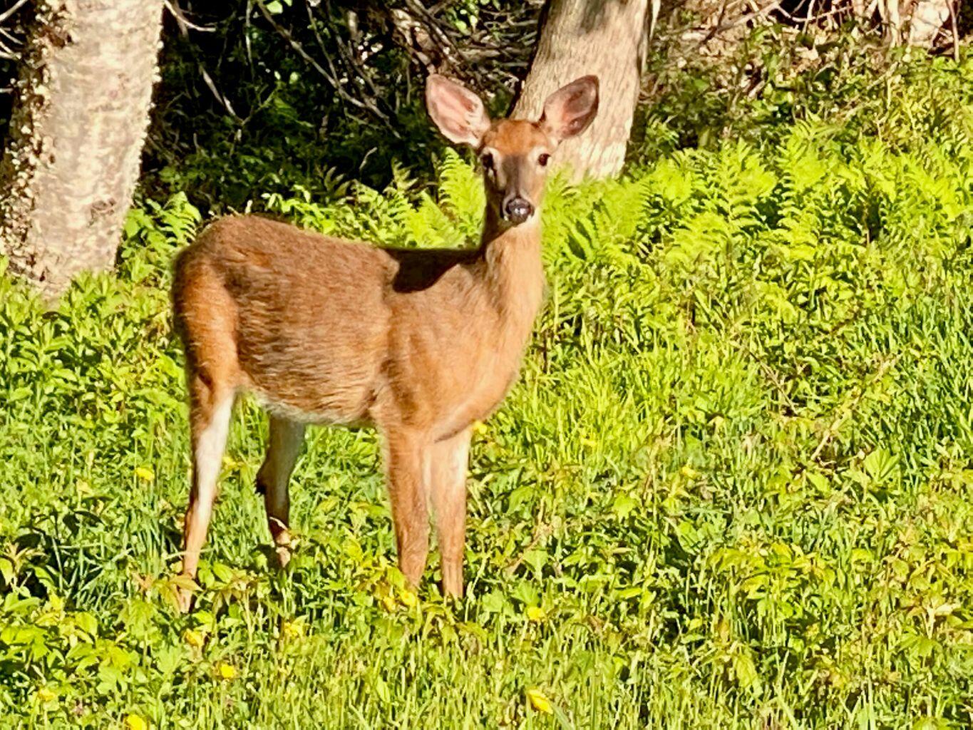Tbd Mingo Loop Road Rangeley ME 04970