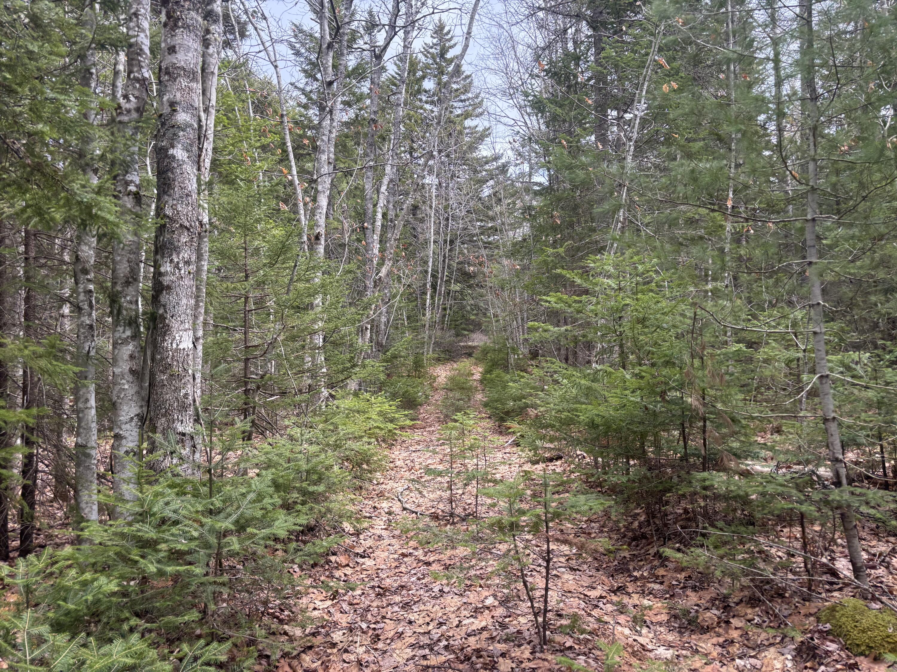 M11L17&17C Rogers Point Road Steuben ME 04680
