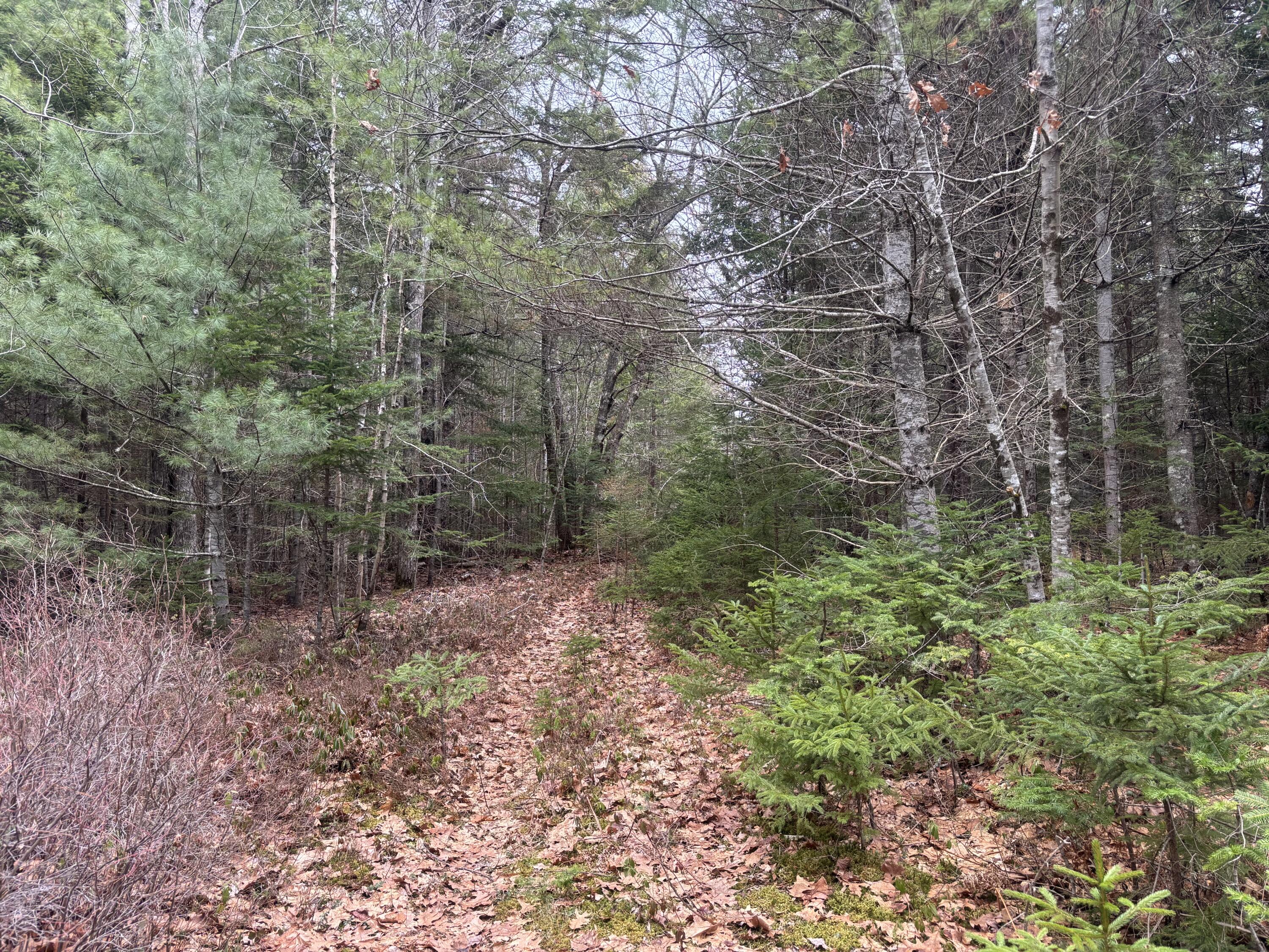 M11L17&17C Rogers Point Road Steuben ME 04680