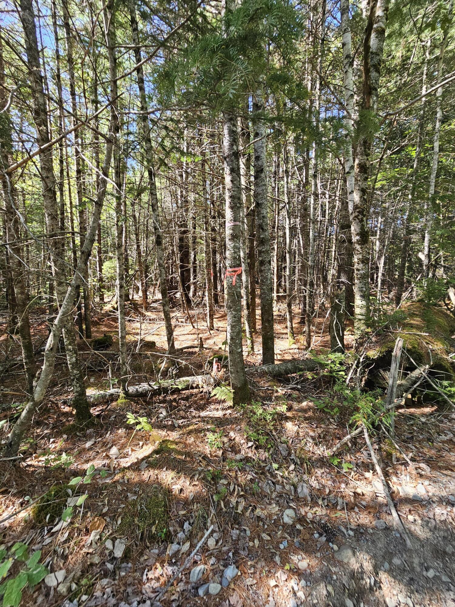 M 3, L 9 Off Eastern Ridge Road Northfield ME 04654