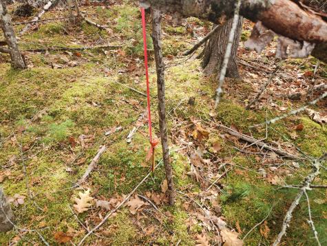 Lot B Blackberry Lane Buckfield ME 04220