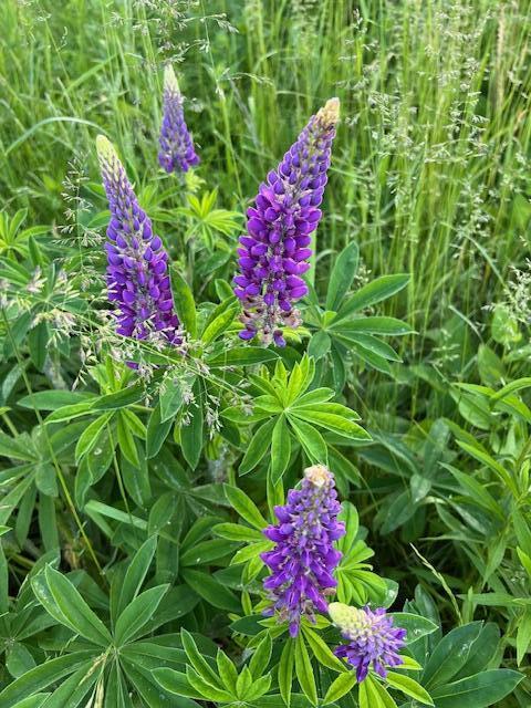 1 Miller Street Belfast ME 04915