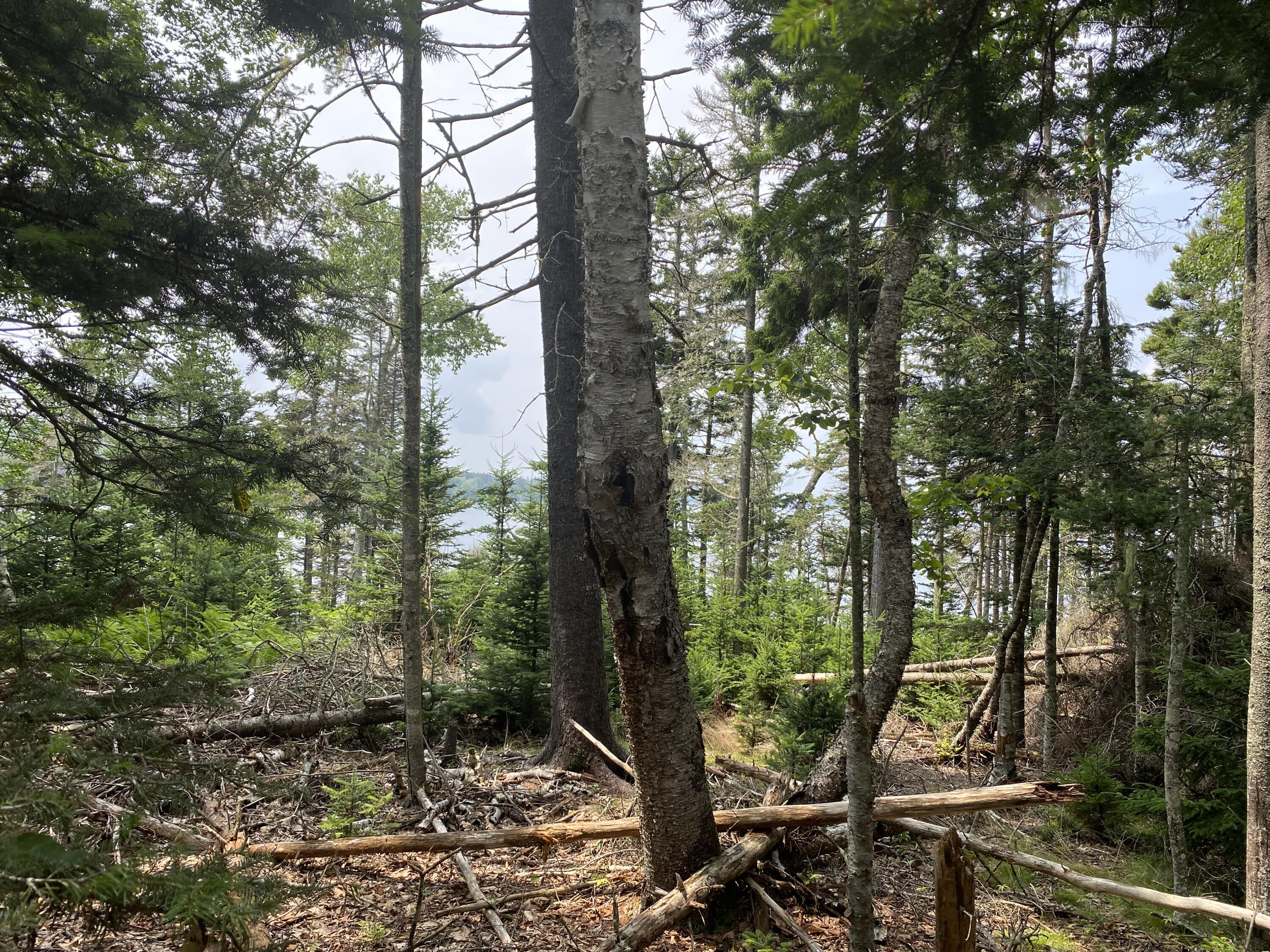 1552 Turtle Head Road Islesboro ME 04848