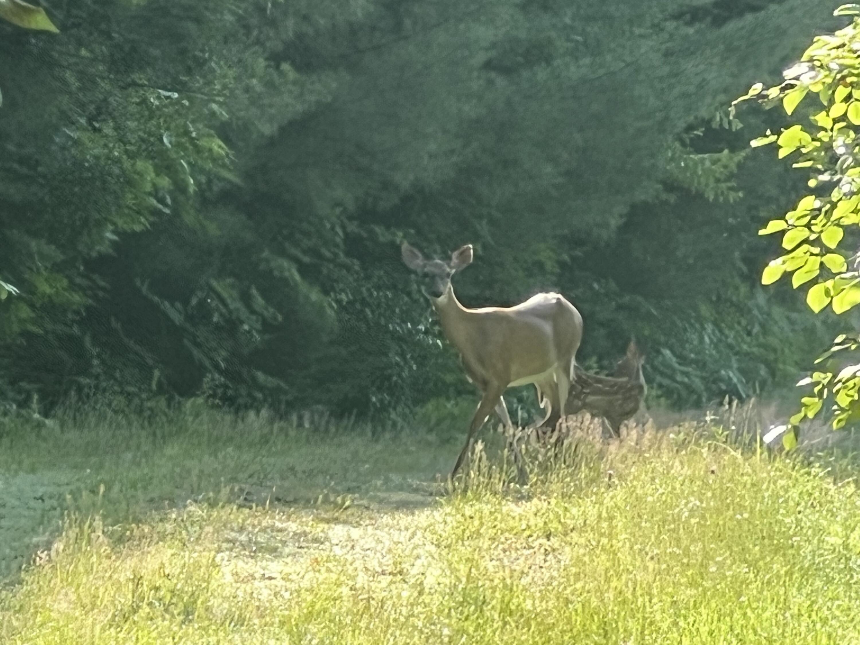 019 Lower Bear Lane Rumford ME 04276