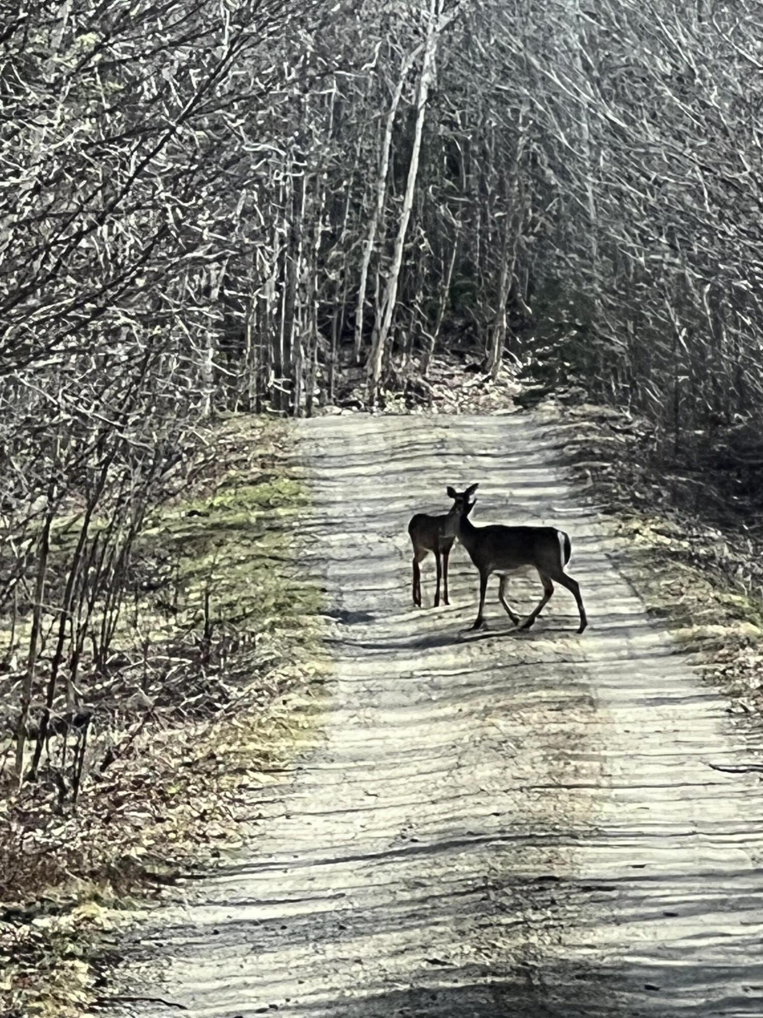 019 Lower Bear Lane Rumford ME 04276