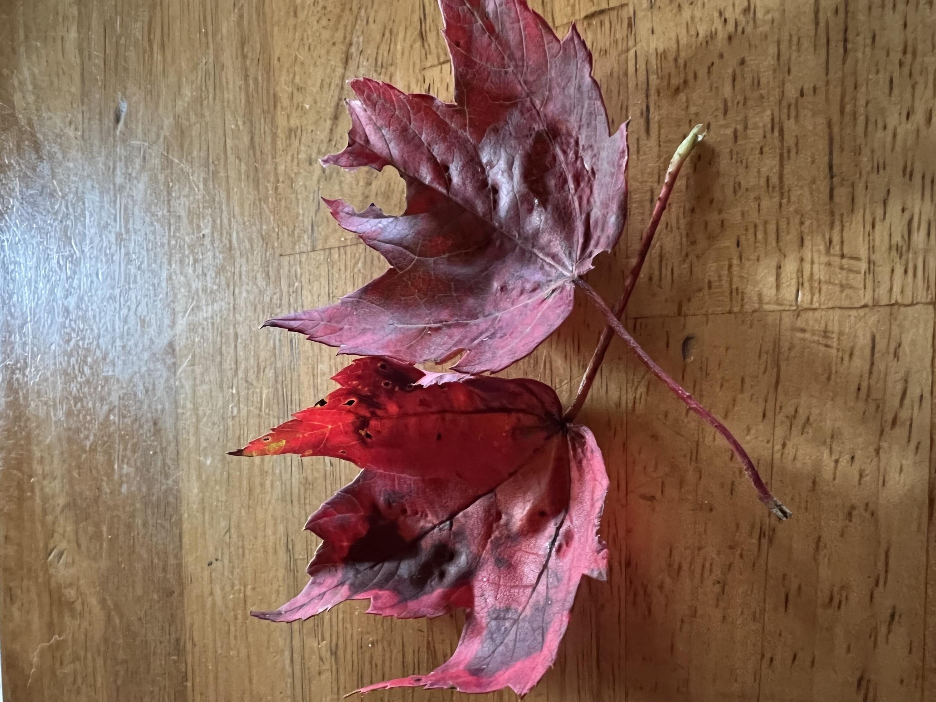 019 Lower Bear Lane Rumford ME 04276