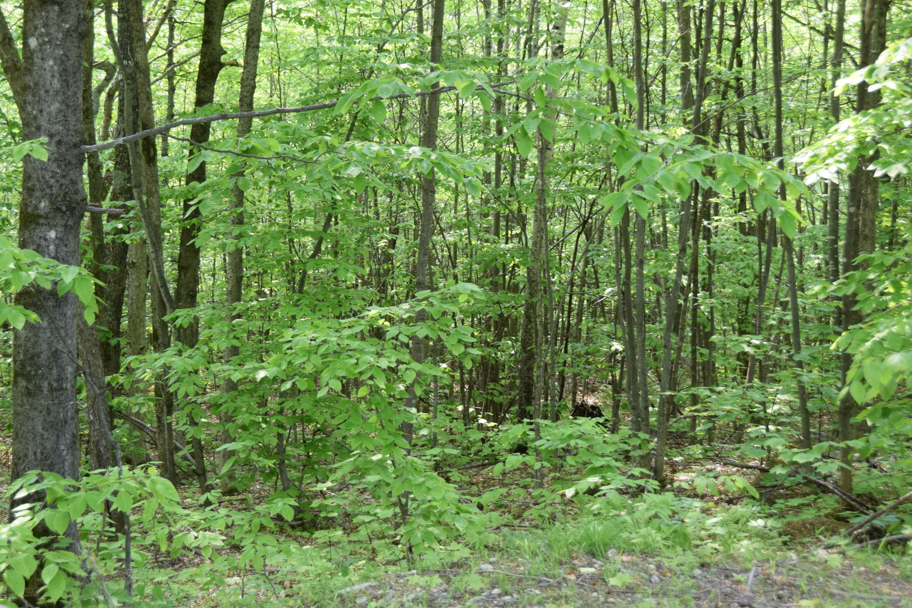 M12l1-14 Ira Mountain Road Kingfield ME 04947