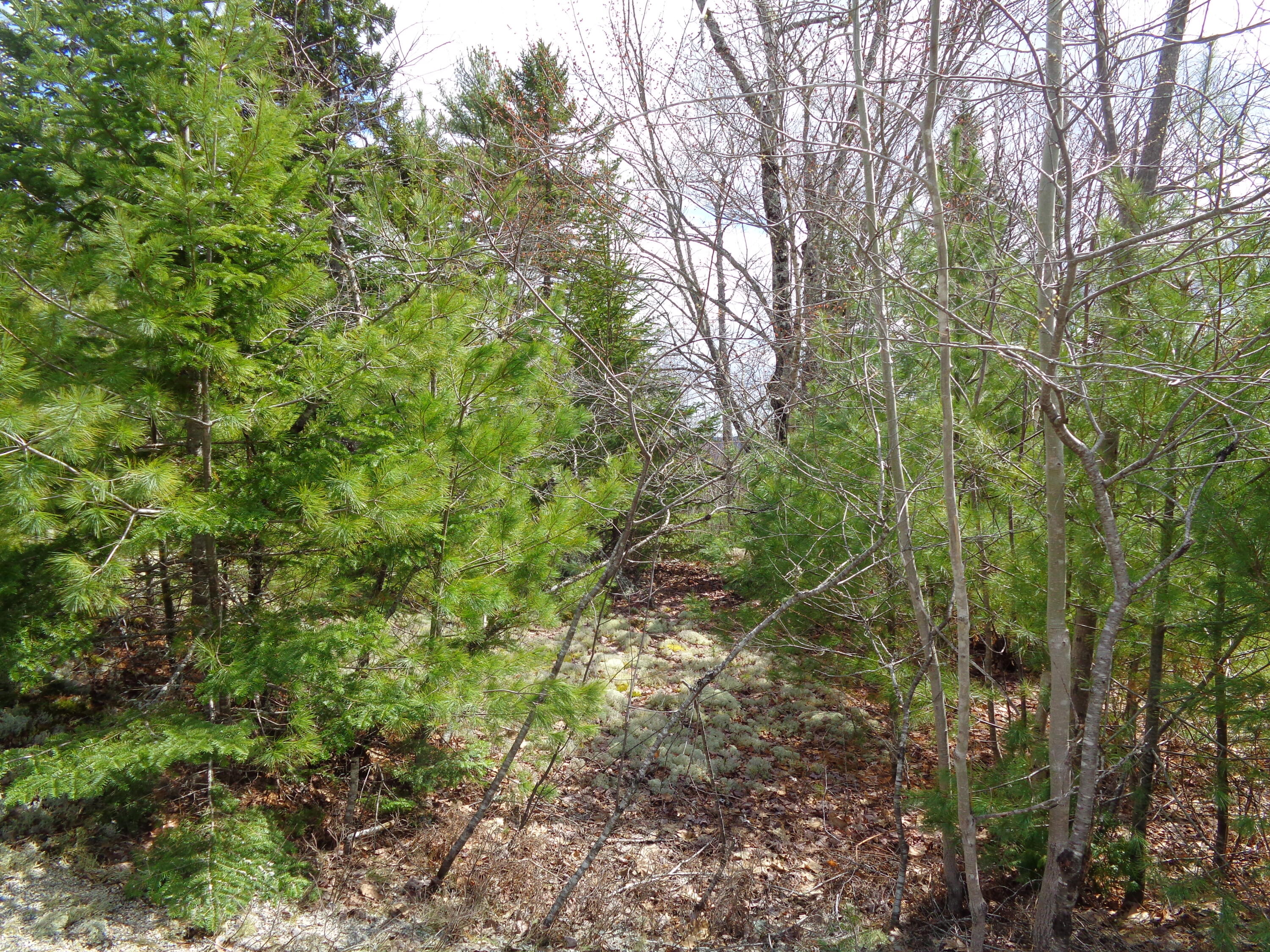 Lot 16 Bailey Mountain Road Franklin ME 04634