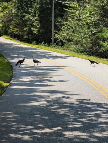 0 Route #144 (main Road) Westport Island ME 04578