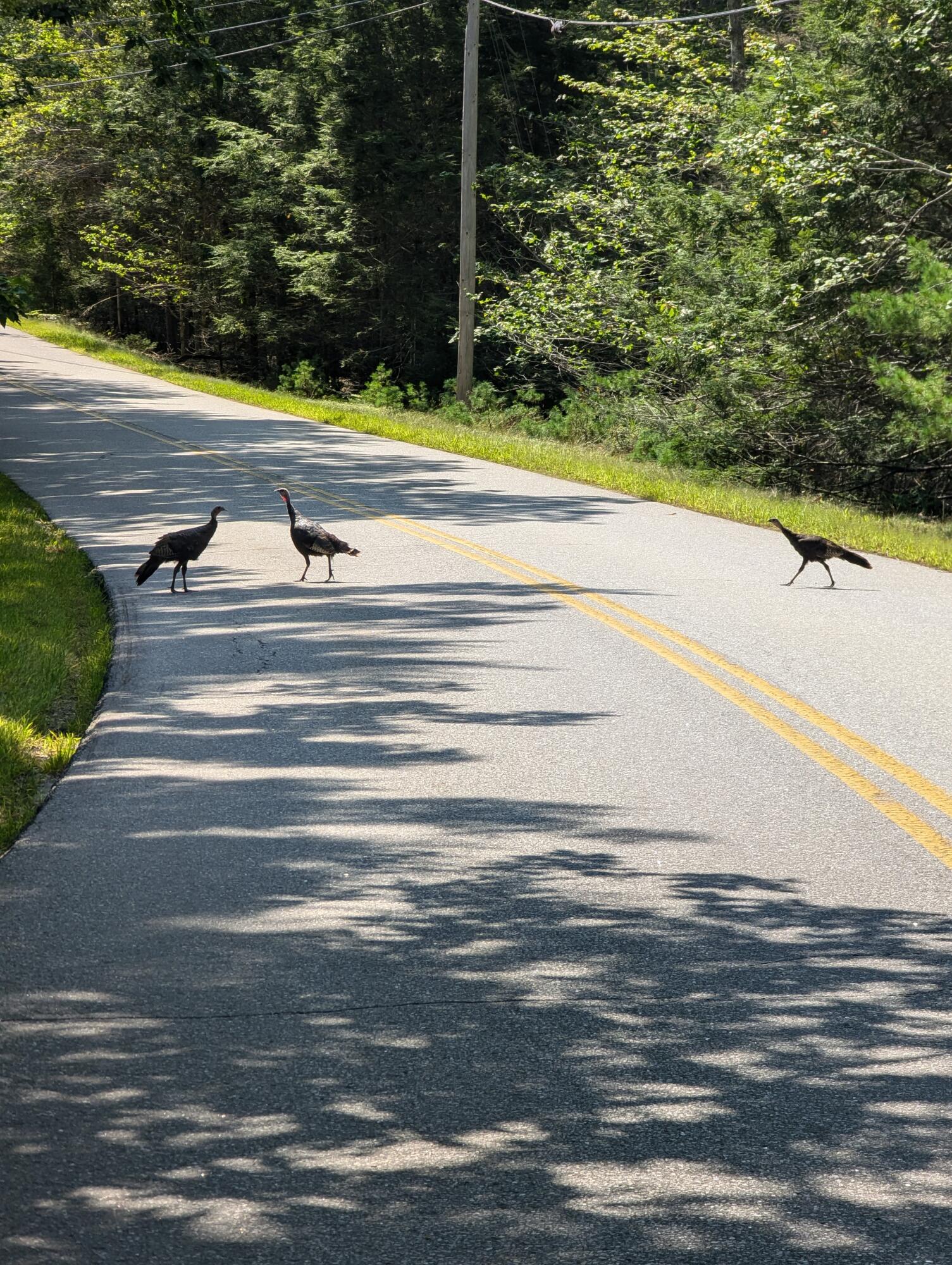 0 Route #144 (main Road) Westport Island ME 04578