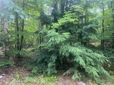 Lot #1 Intervale Road Bethel ME 04217