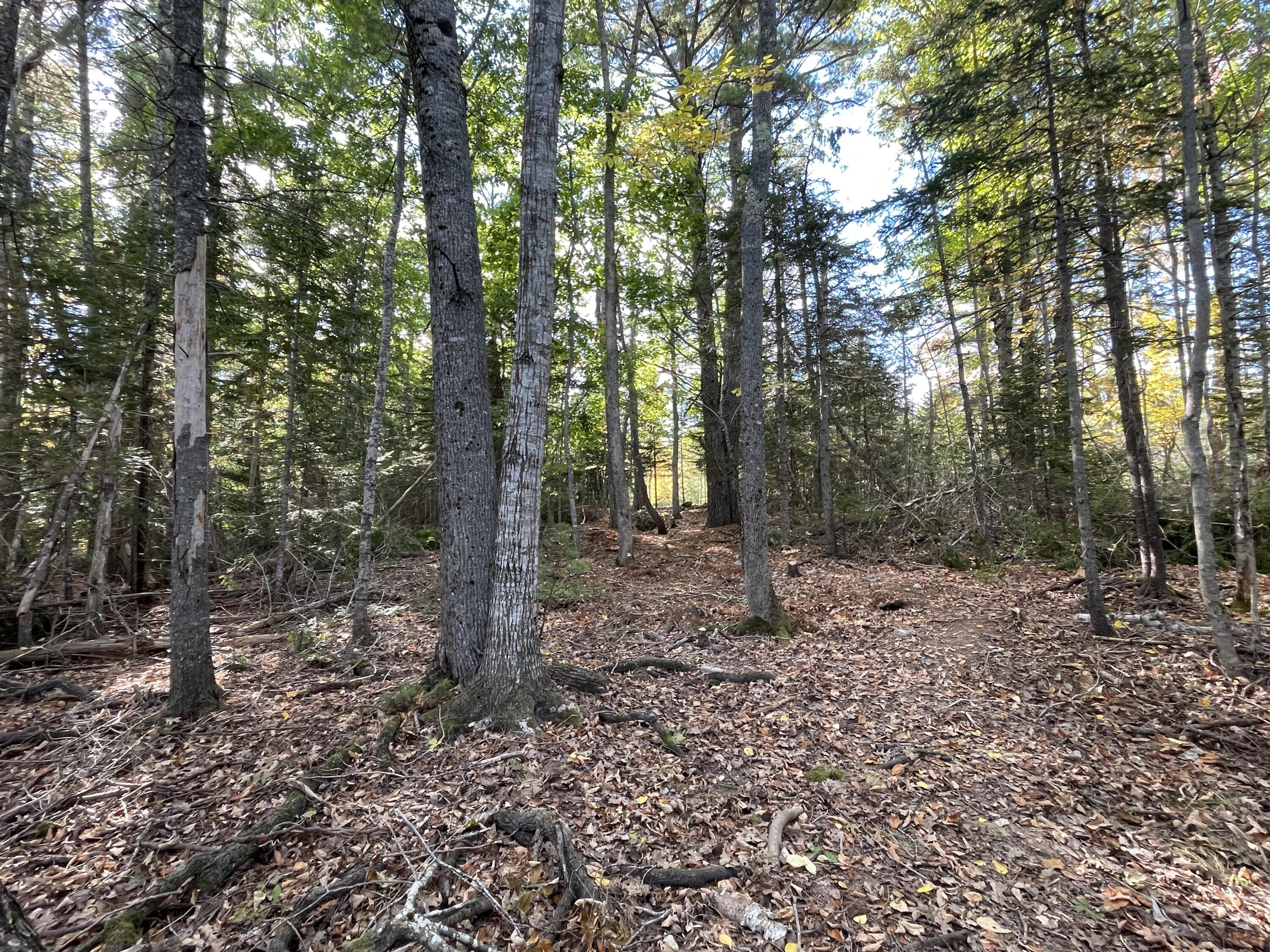 42 Dwelly Point Road Franklin ME 04634