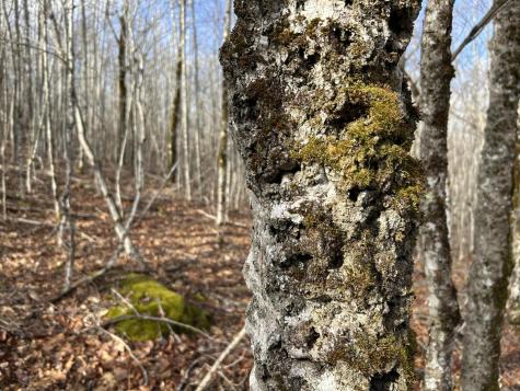 MAP8LOT6 Camp Prospect ME 04981