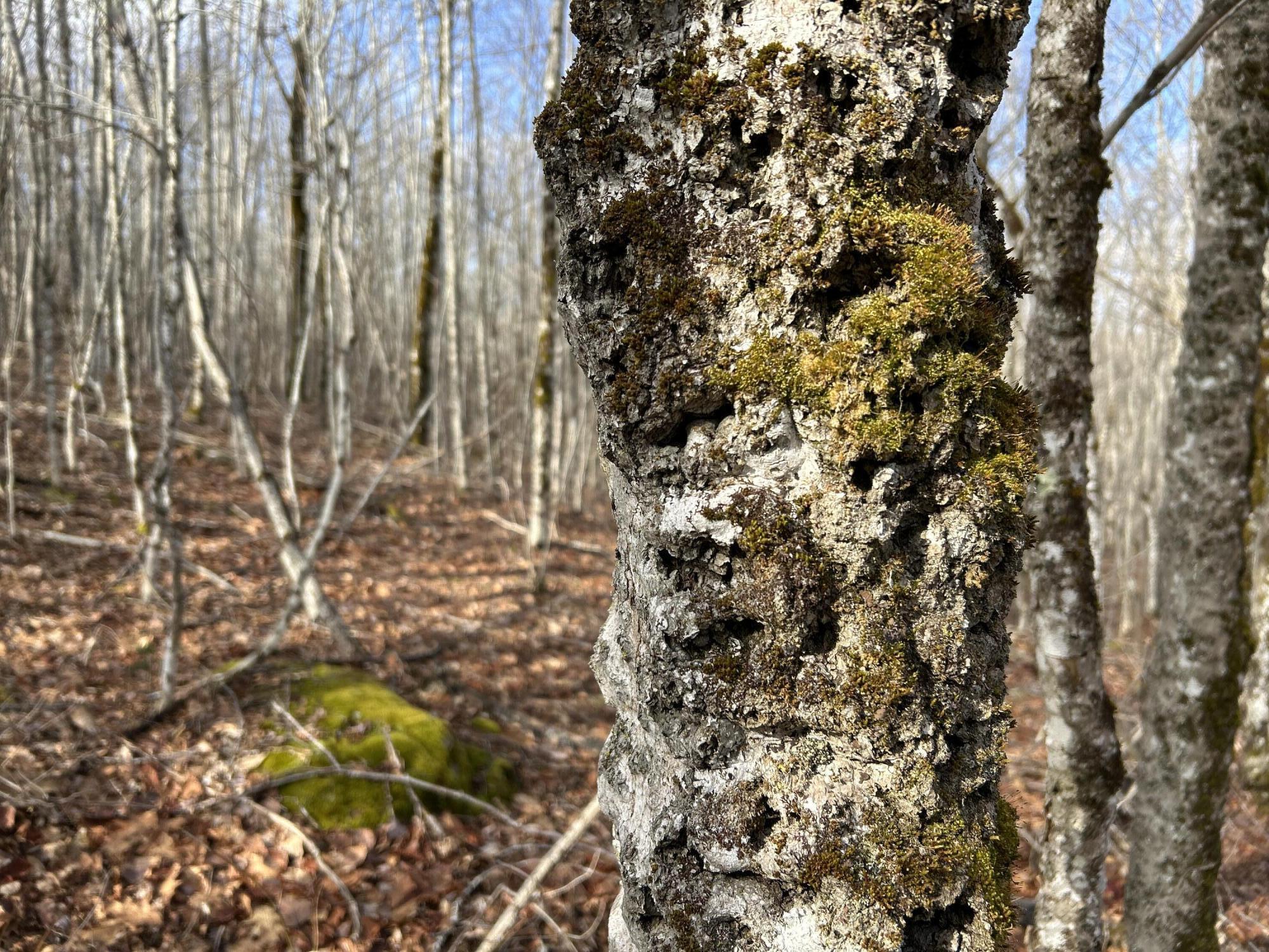 MAP8LOT6 Camp Prospect ME 04981