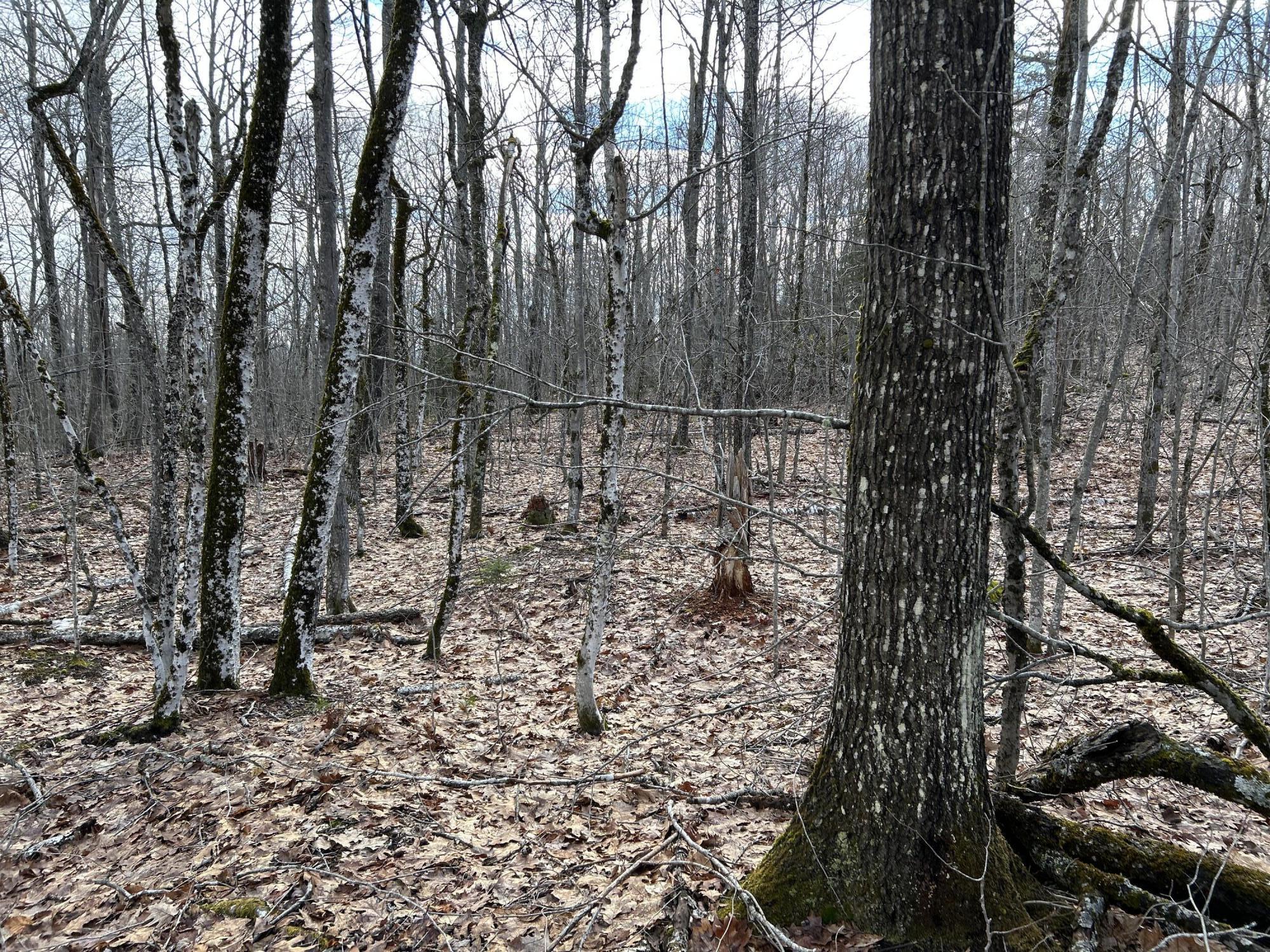 MAP8LOT6 Camp Prospect ME 04981