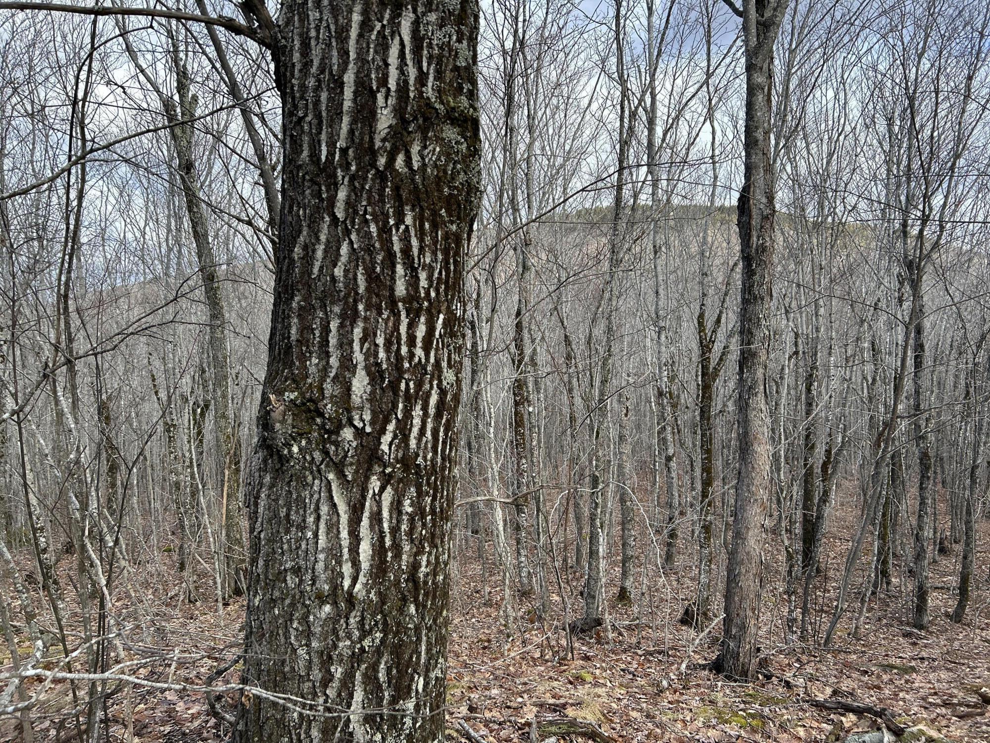 MAP8LOT6 Camp Prospect ME 04981