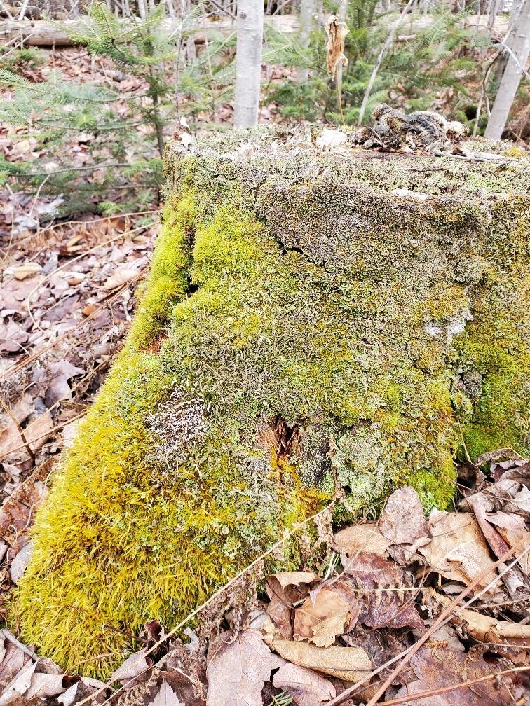 0 Moody Mills Road Corinna ME 04928