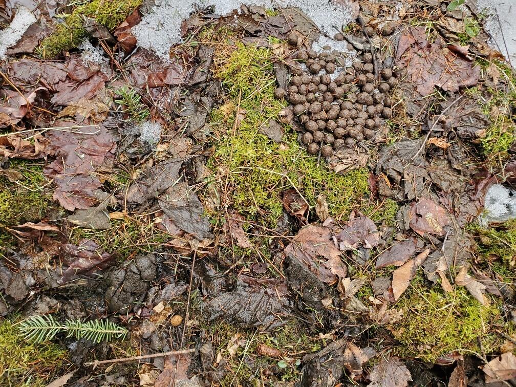 0 Moody Mills Road Corinna ME 04928