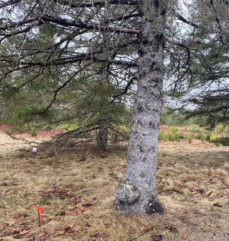 Lot 5 Copeland Hill Road Holden ME 04429