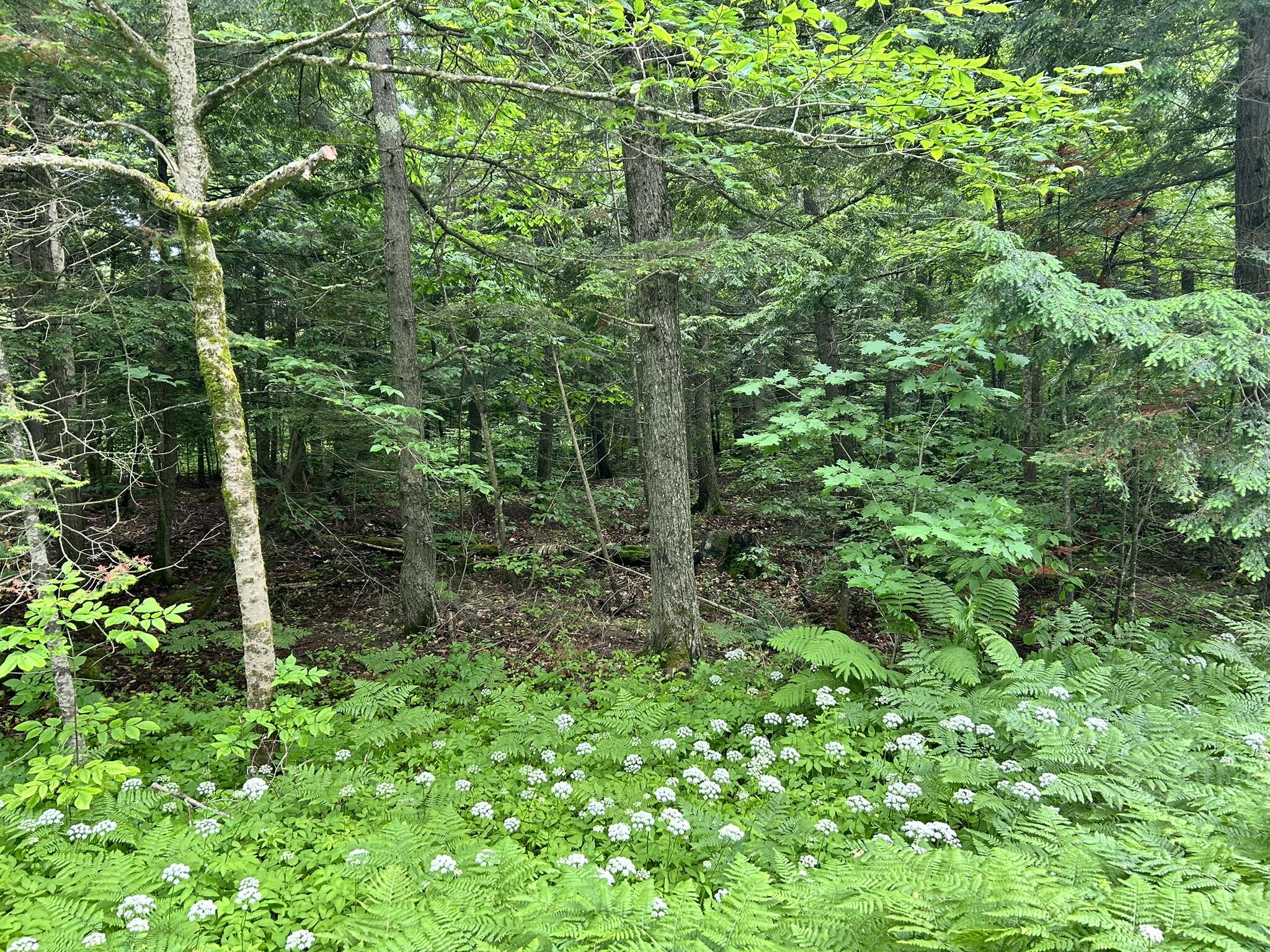 M11 L38 Essex Street Dover-foxcroft ME 04426