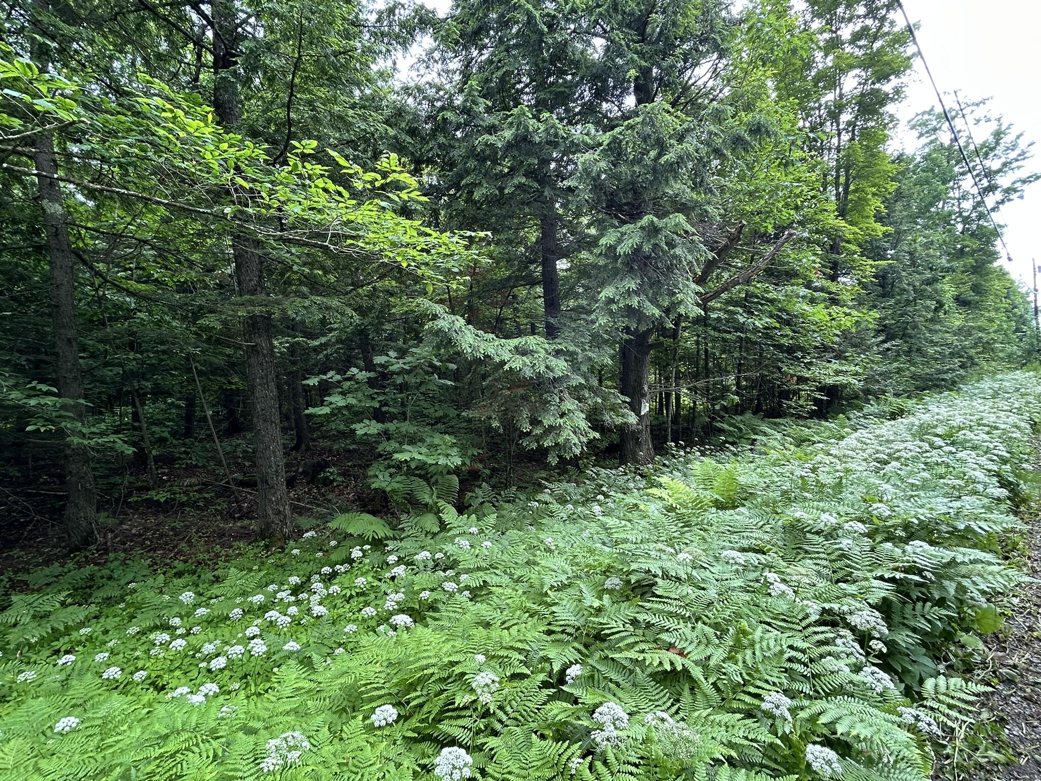 M11 L38 Essex Street Dover-foxcroft ME 04426