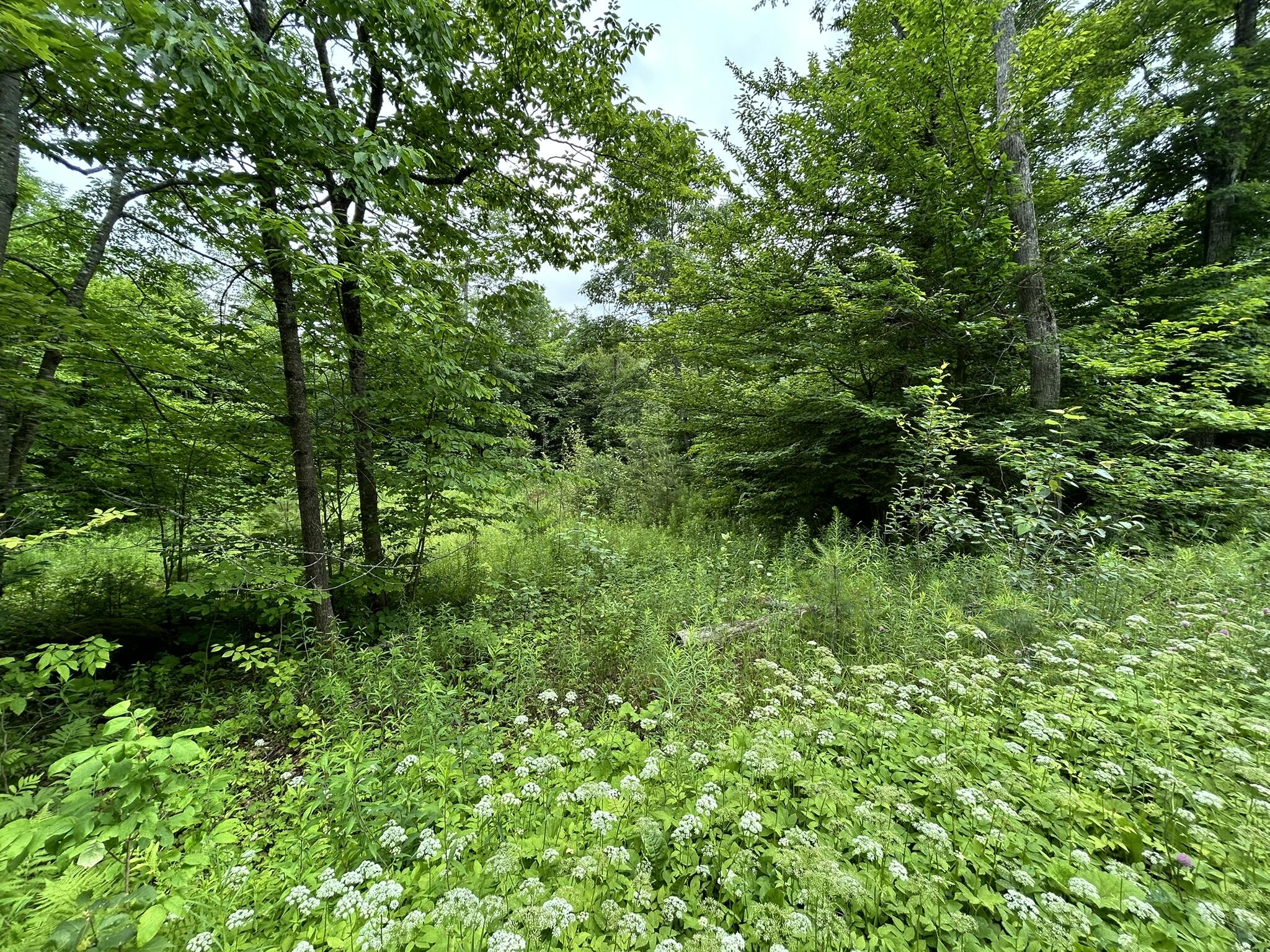 M11 L38 Essex Street Dover-foxcroft ME 04426