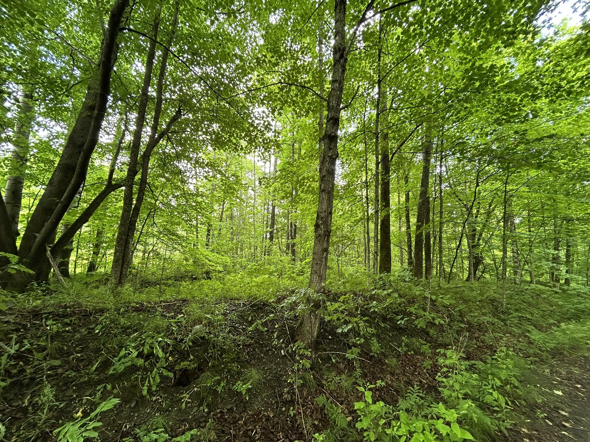 M11 L38 Essex Street Dover-foxcroft ME 04426