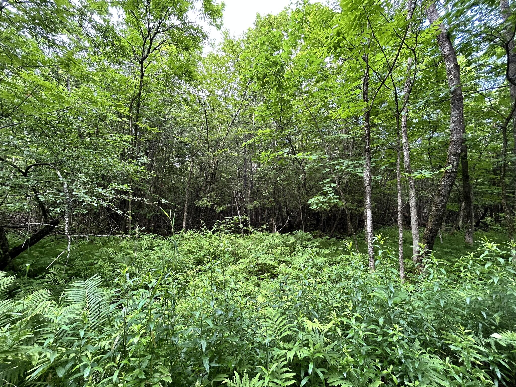 M11 L38 Essex Street Dover-foxcroft ME 04426