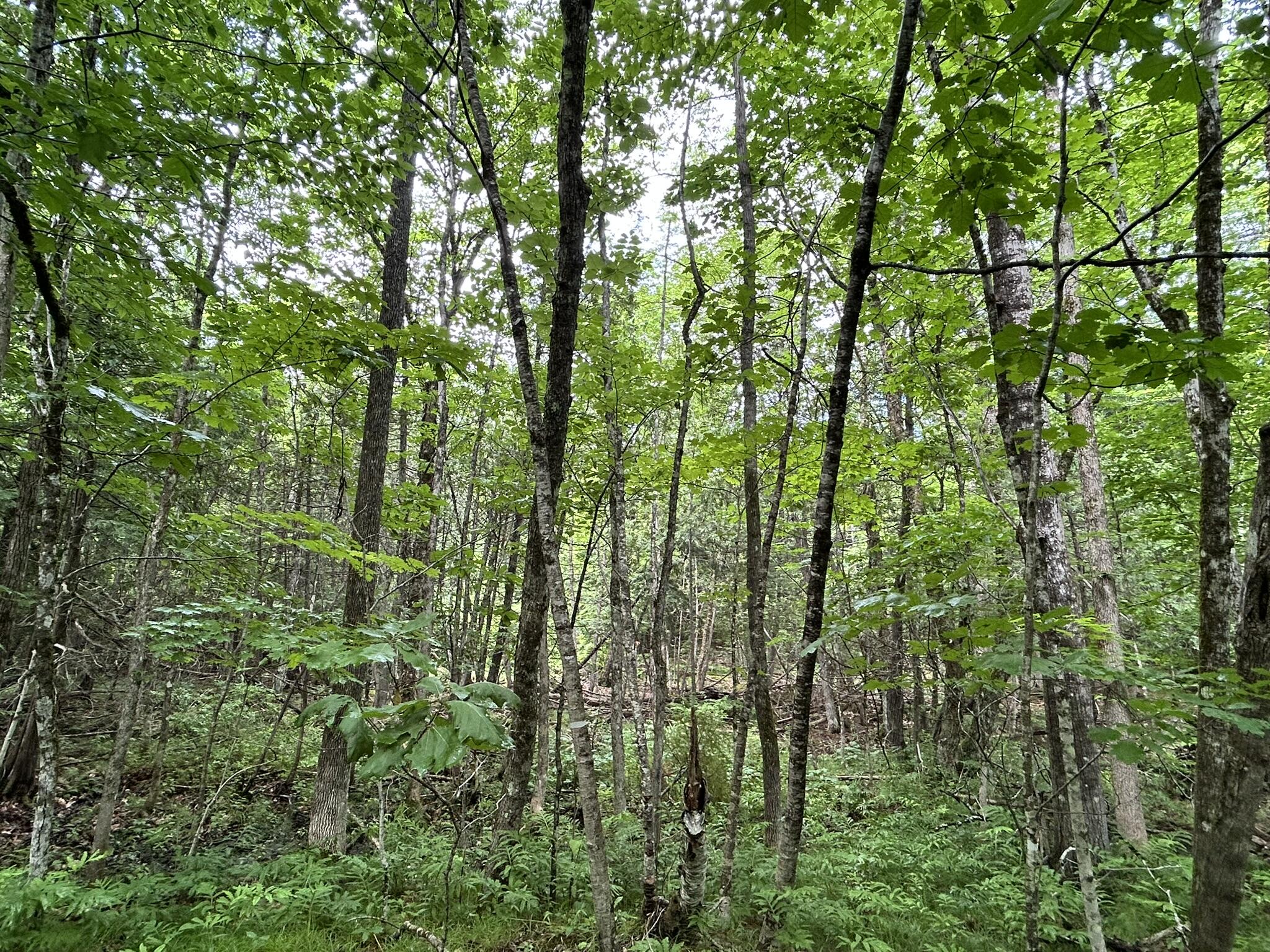 M11 L38 Essex Street Dover-foxcroft ME 04426