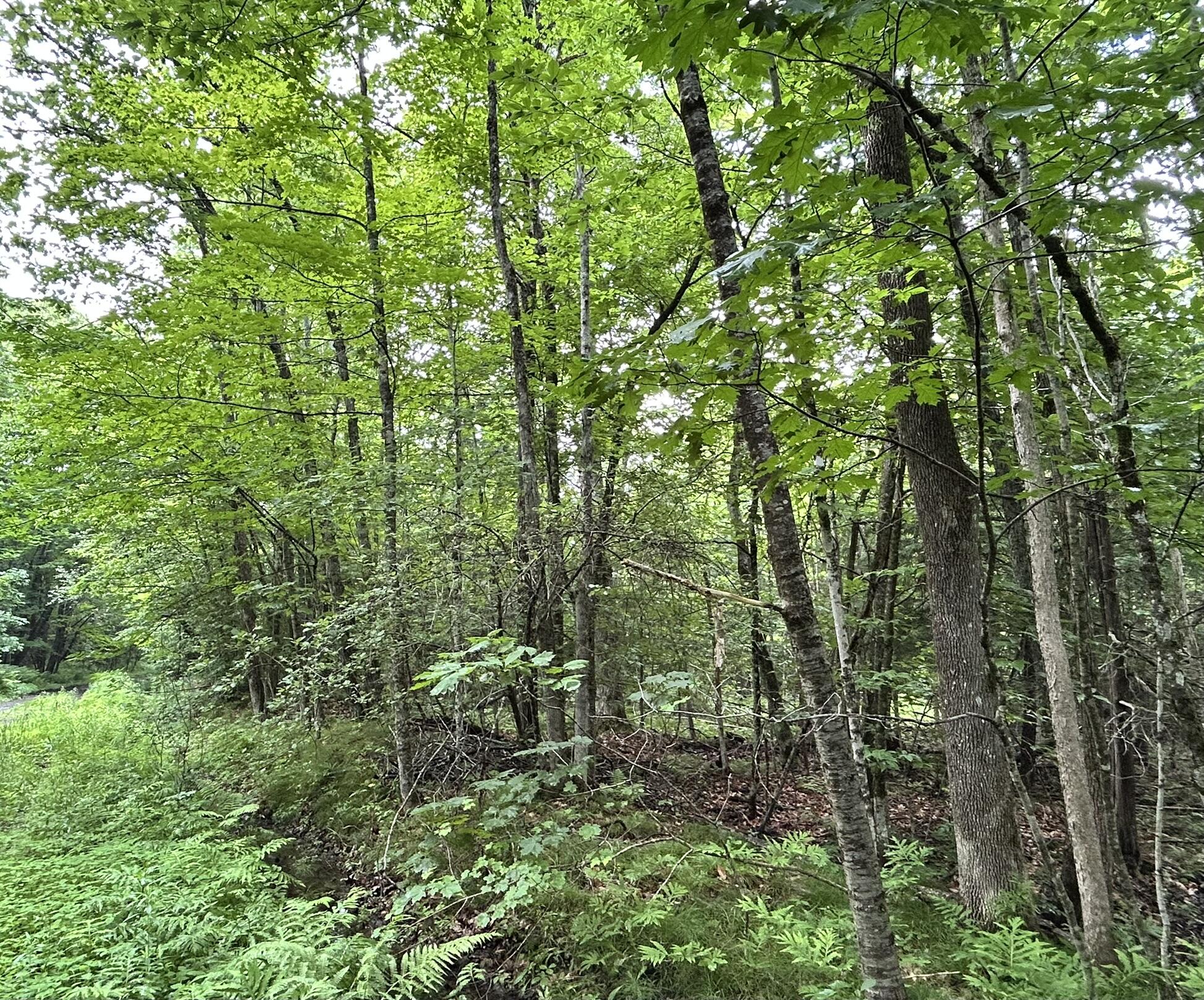 M11 L38 Essex Street Dover-foxcroft ME 04426