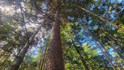 Lot 1 & 5 Evergreen Point Road Jonesboro ME 04648