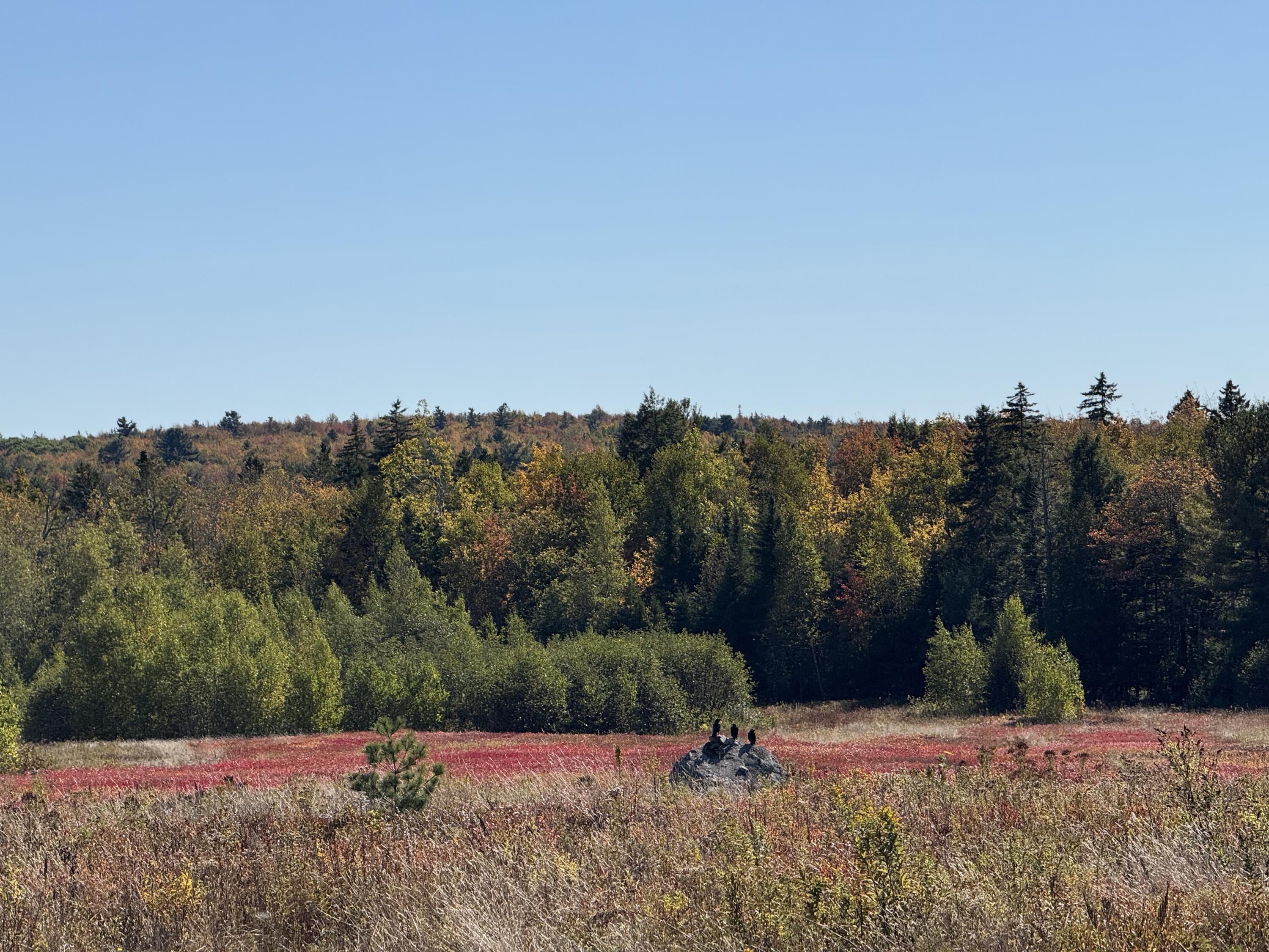 MAP19LOT28 Leach Road Penobscot ME 04476