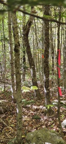 00 Taylor Cemetary Lot 37-1 Road Wellington ME 04942