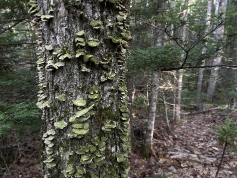 M4L14 Village Road Jackson ME 04921