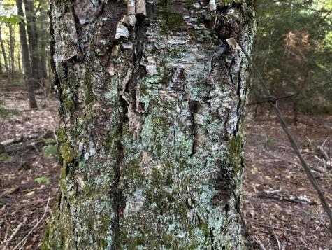 M4L14 Village Road Jackson ME 04921