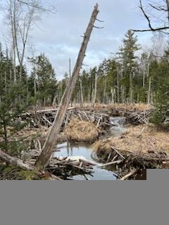 R4 Lot 187 Cape Jellison Road Stockton Springs ME 04981