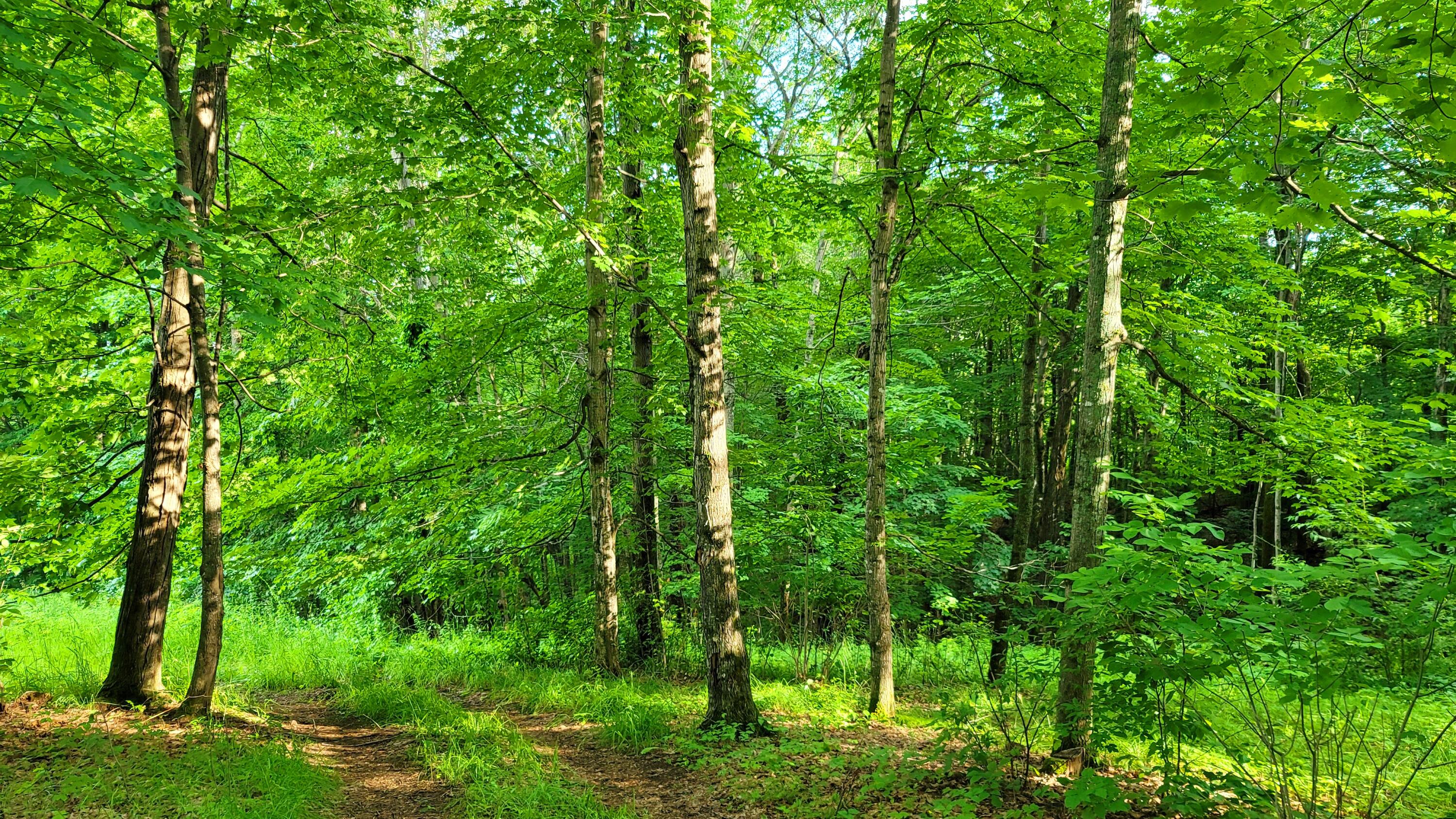 MAP34 Lot4 Orchard Drive Wilton ME 04294